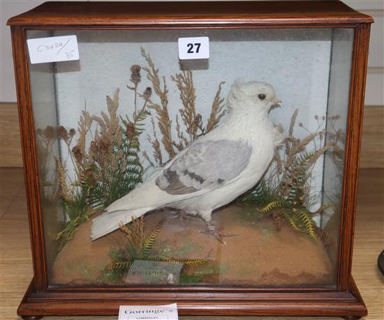 A taxidermic fancy pigeon case height 35cm